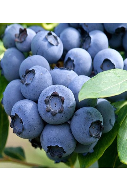 Торфф’яний субстрат для лохини (кислий) інструкція